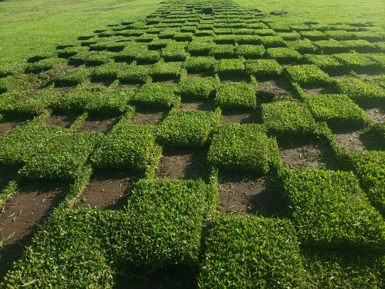 Césped y Plantas