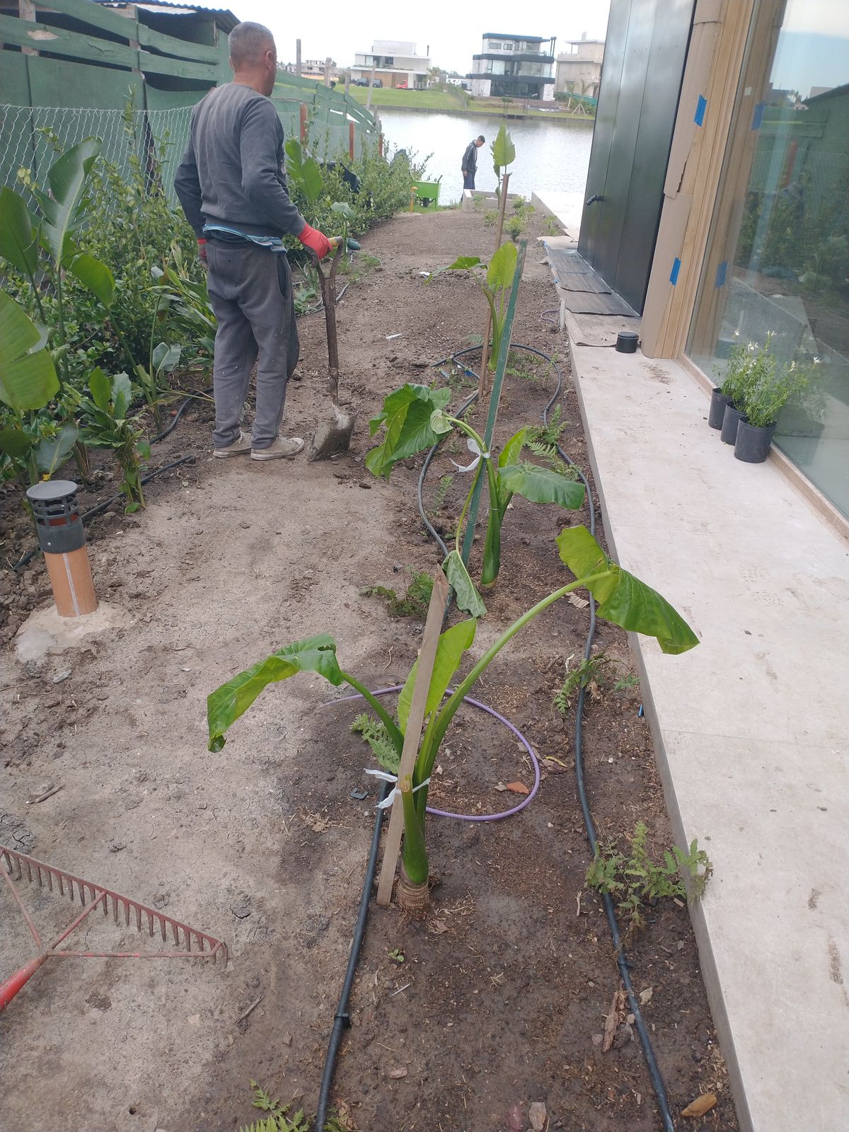 Plantas ornamentales
